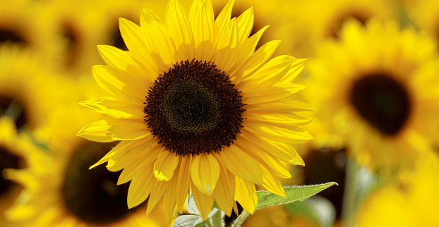 Péče o řezané květiny