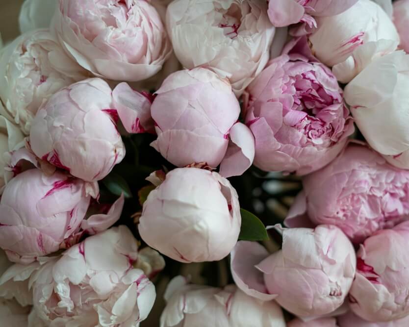 Kdy je sezóna pivoněk a proč jsou tak výjimečné