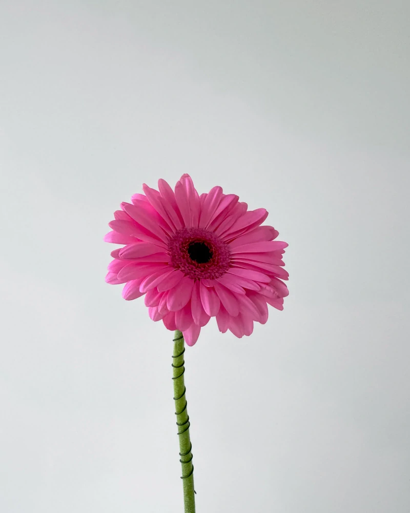 Gerbera růžová