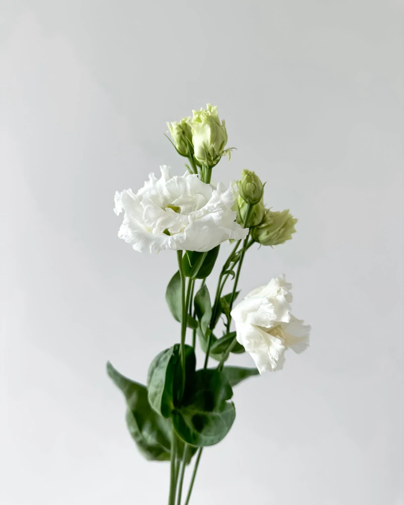 Eustoma bílá