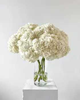 Kytice bílých hortenzií