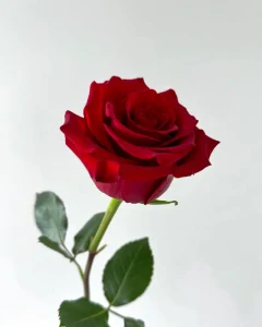 Červená růže 70cm