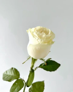 Bílá růže 70cm
