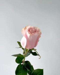 Světle růžová růže 70cm