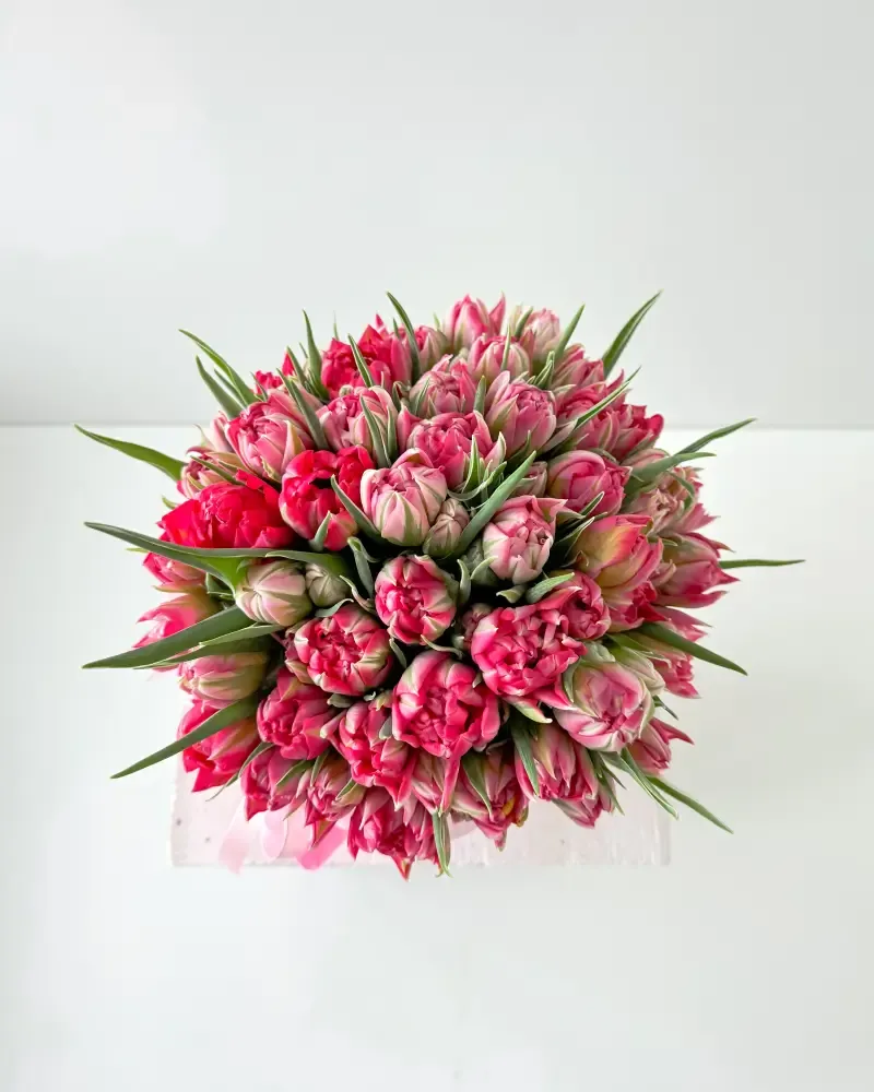 Flower Box Pivoňkových růžovo bílých tulipánů