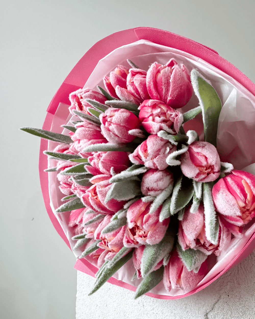 Kytice zasněžených pivoňkových tulipánů