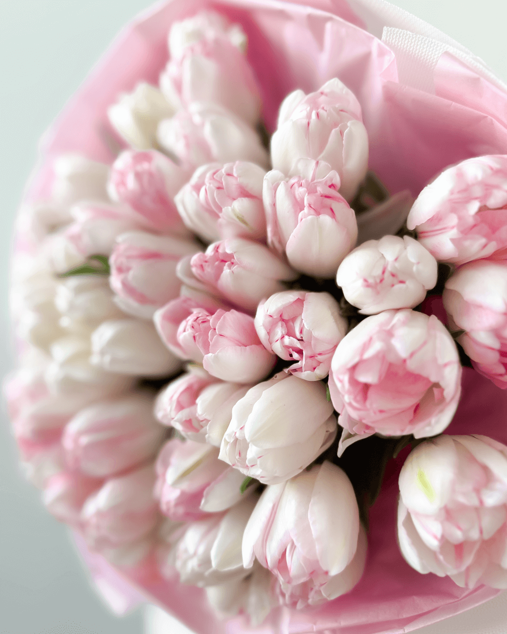 Kytice něžných světle růžových tulipánů 