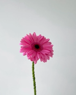 Gerbera růžová